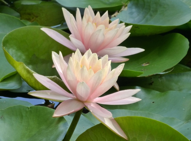 Beautiful water lilies (P1020978